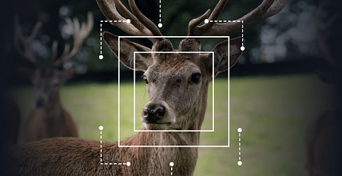 MERA Online-Meetup: "Чем олень Вася отличается от оленя Пети с точки зрения ML"